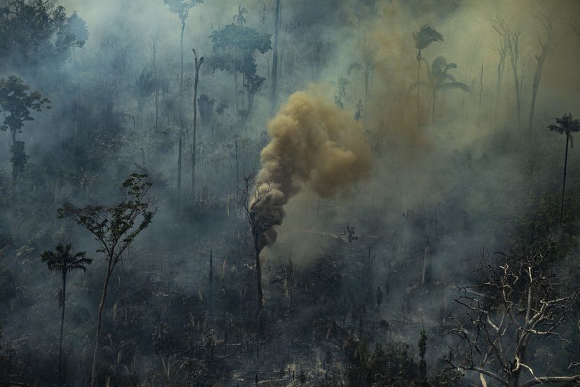 Un árbol humeante durante un incendio forestal, en Porto Velho, Estado de Rondonia (Brasil). Foto: El País.
