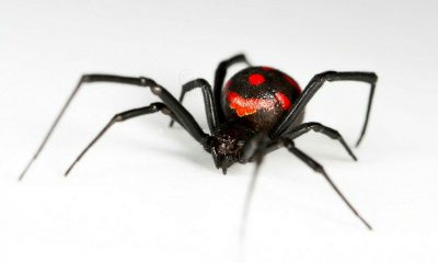 Araña viuda negra. Gentileza