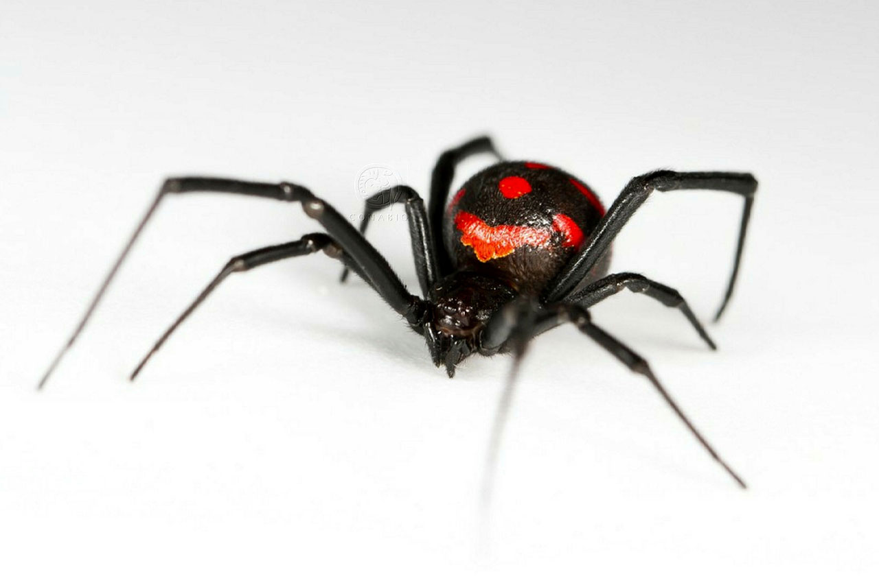 Araña viuda negra. Gentileza