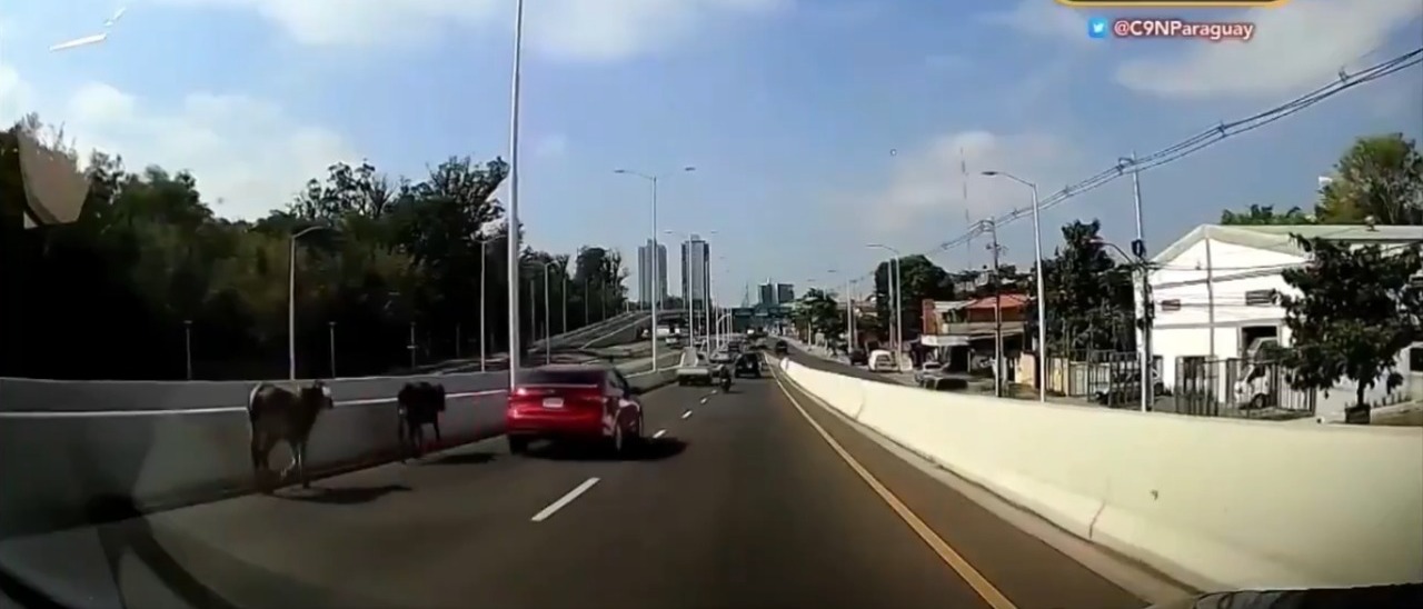 Vacas sueltas en el viaducto. Foto: Captura de video