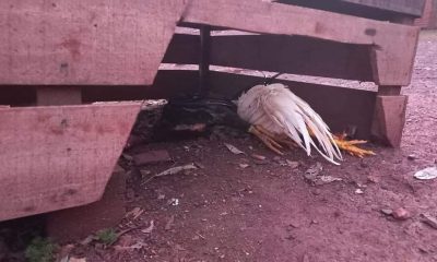 En el lugar, hallaron dos gallos muertos. Foto: Ministerio Público