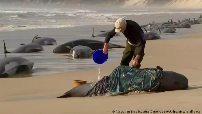 Ballenas varadas en la costa de Australia. Foto: DW