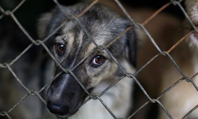 Desde la Dirección de Defensa Animal se presentó el proyecto para elevar la pena por maltrato animal. Foto: Archivo.