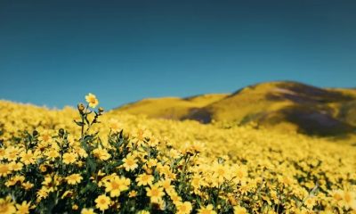 Postal de flores amarillas, un color que simboliza la felicidad y armonía. Foto: Infobae