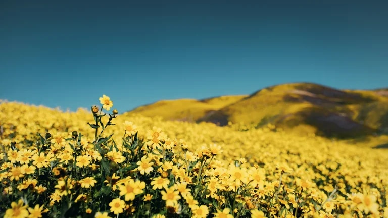 Postal de flores amarillas, un color que simboliza la felicidad y armonía. Foto: Infobae