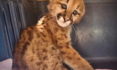 El animal quedó al cuidado de expertos en el tema. Foto: Refugio Silvestre Urutaú