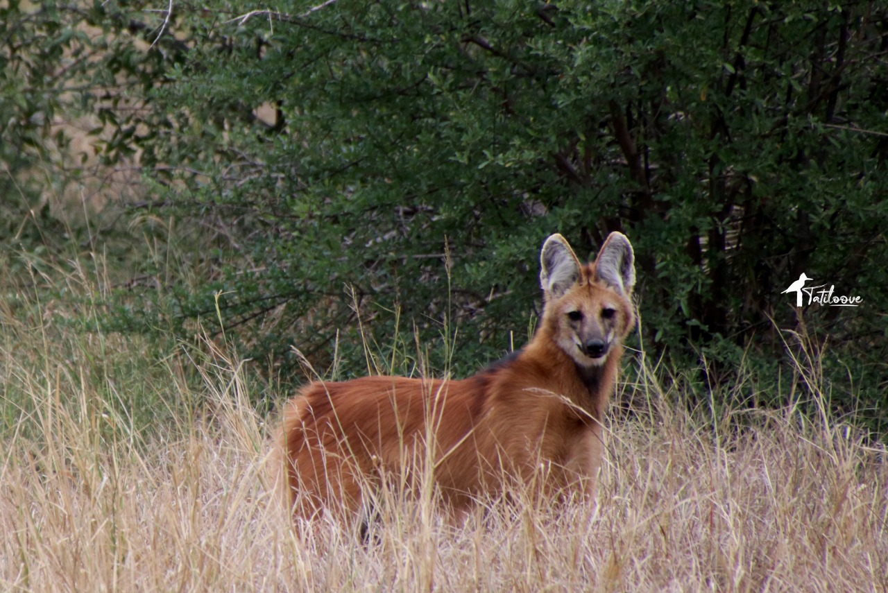 La leyenda del Lobizón, el hombre lobo guaraní