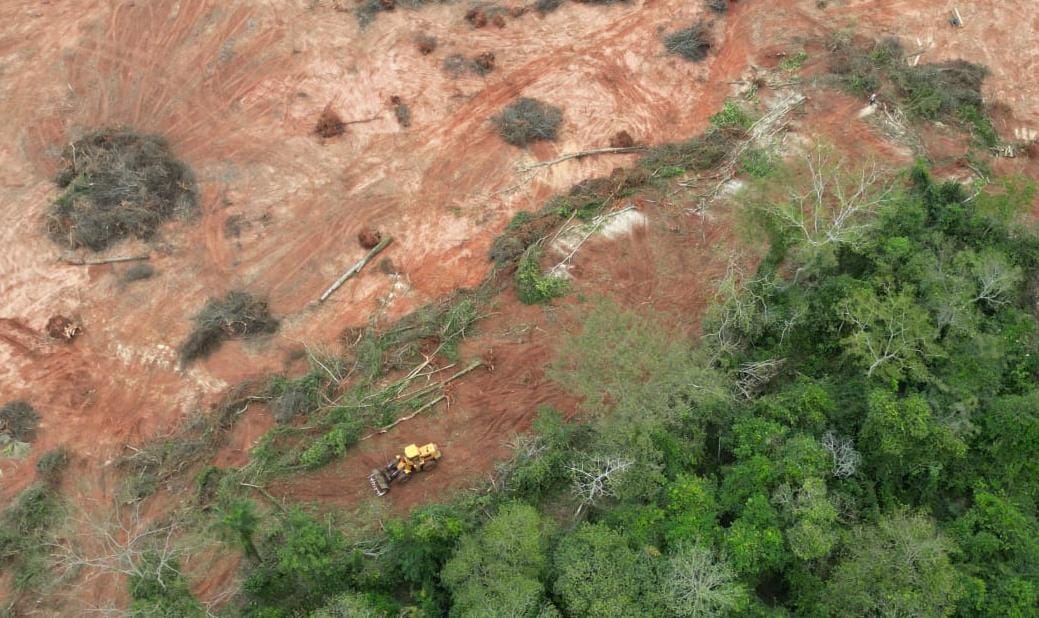 La tala de árboles es un grave delito ambiental. Foto: Ministerio Público.