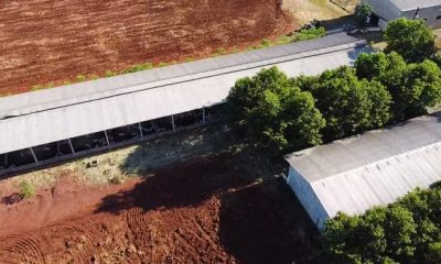 El establecimientose dedica a la cría y engorde de cerdos. Foto: Ministerio Público