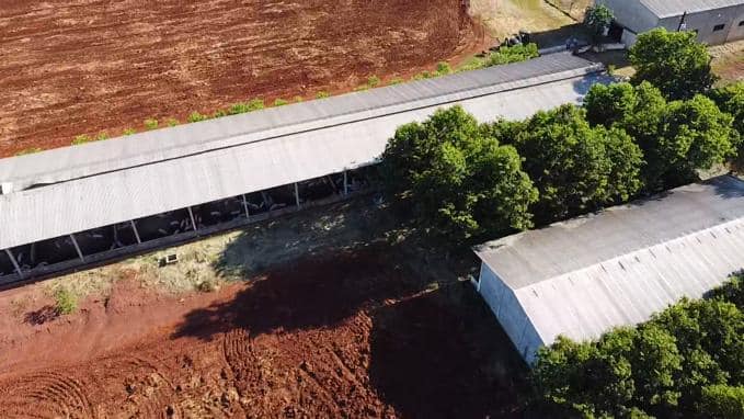 El establecimientose dedica a la cría y engorde de cerdos. Foto: Ministerio Público