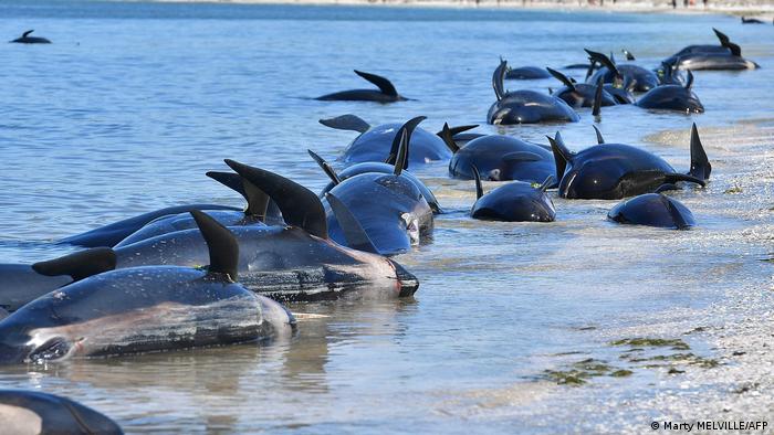 isla Chatham, en Nueva Zelanda. Foto: DW.