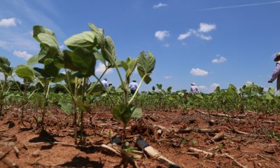 Cultivo de soja. Foto: Gentileza.