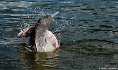 Delfín rosado. Foto: DW
