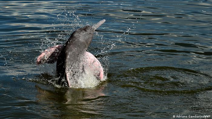 Delfín rosado. Foto: DW