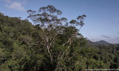El angelim vermelho, el árbol más alto jamás encontrado en la selva amazónica fue visto por primera vez en 2019 vía satelital. Foto: DW