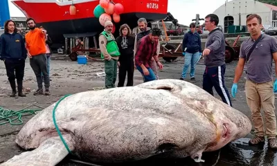 El pez luna, encontrado en los Azores. Foto: Infobae