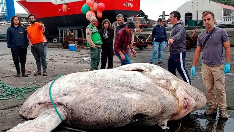 El pez luna, encontrado en los Azores. Foto: Infobae