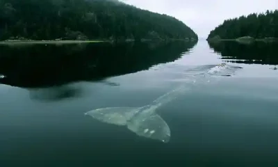 La ballena más triste del mundo. Foto: La mente es maravillosa