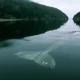 La ballena más triste del mundo. Foto: La mente es maravillosa