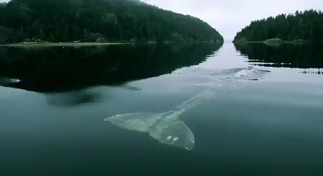 La ballena más triste del mundo. Foto: La mente es maravillosa