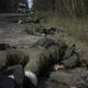 Cuerpos de soldados rusos muertos en Lyman, Ucrania, este lunes. Foto: Infobae