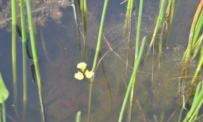 Utricularia foliosa es una carnívora acuática que atrapa organismos acuáticos. Foto: Fátima Piris da Motta