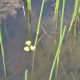 Utricularia foliosa es una carnívora acuática que atrapa organismos acuáticos. Foto: Fátima Piris da Motta