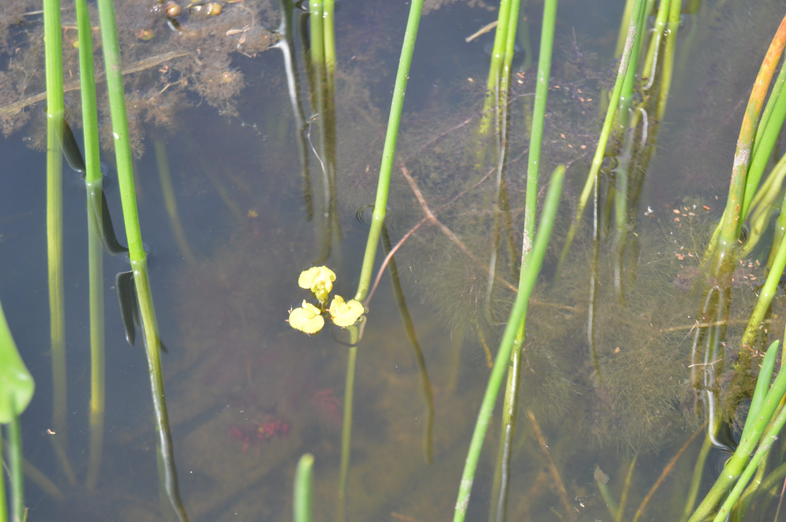 Utricularia foliosa es una carnívora acuática que atrapa organismos acuáticos. Foto: Fátima Piris da Motta