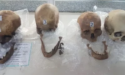 Los cuatro cráneos encontrados en la valija de la pasajera. Foto: lanacion.com.ar