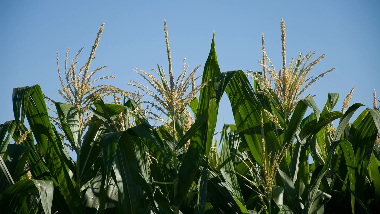 Cultivo de maíz. Foto referencial. Gentileza