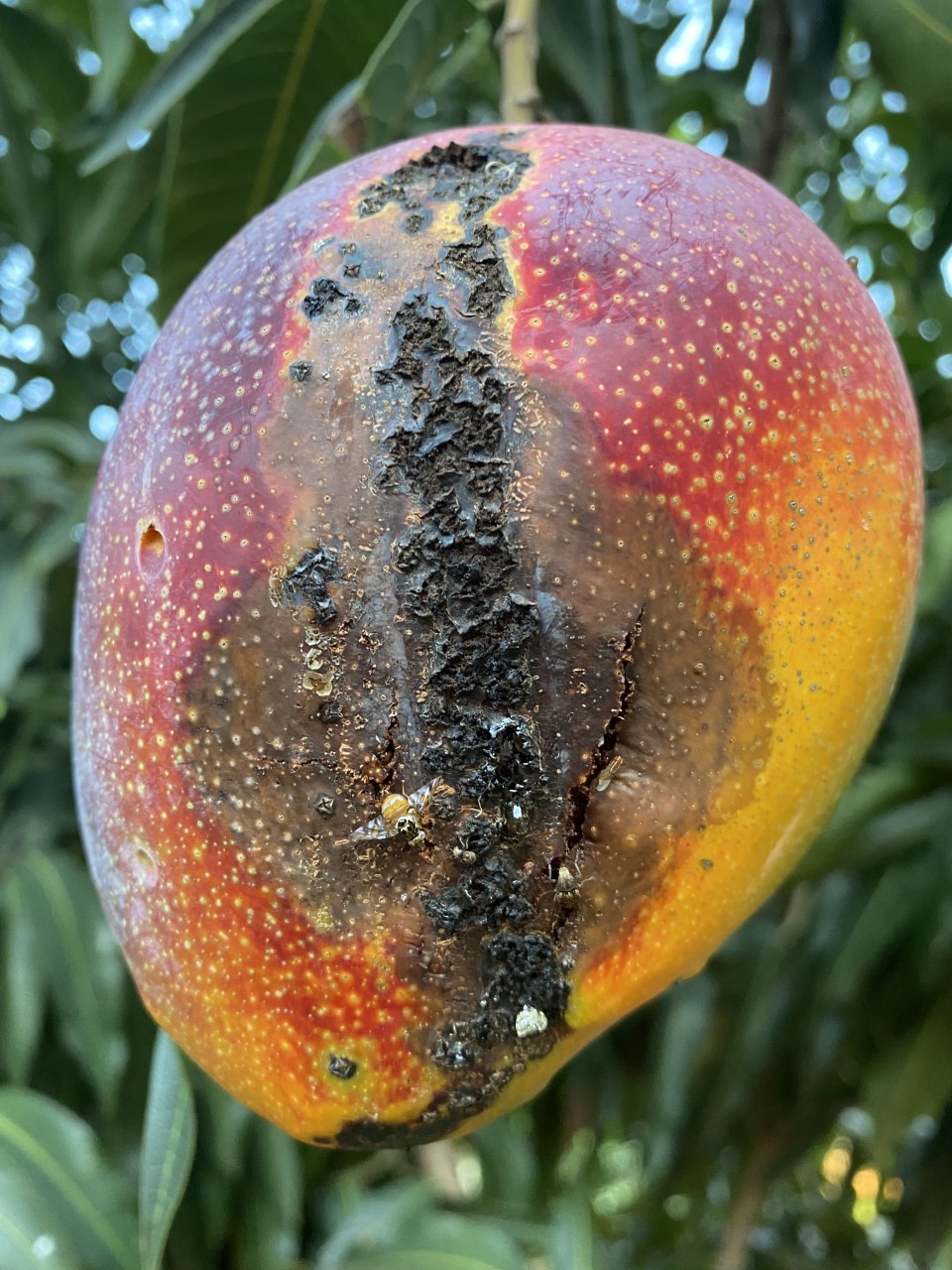 Los mangos paraguayos son afectados por una bacteria. Foto: Facultad de Agronomía.