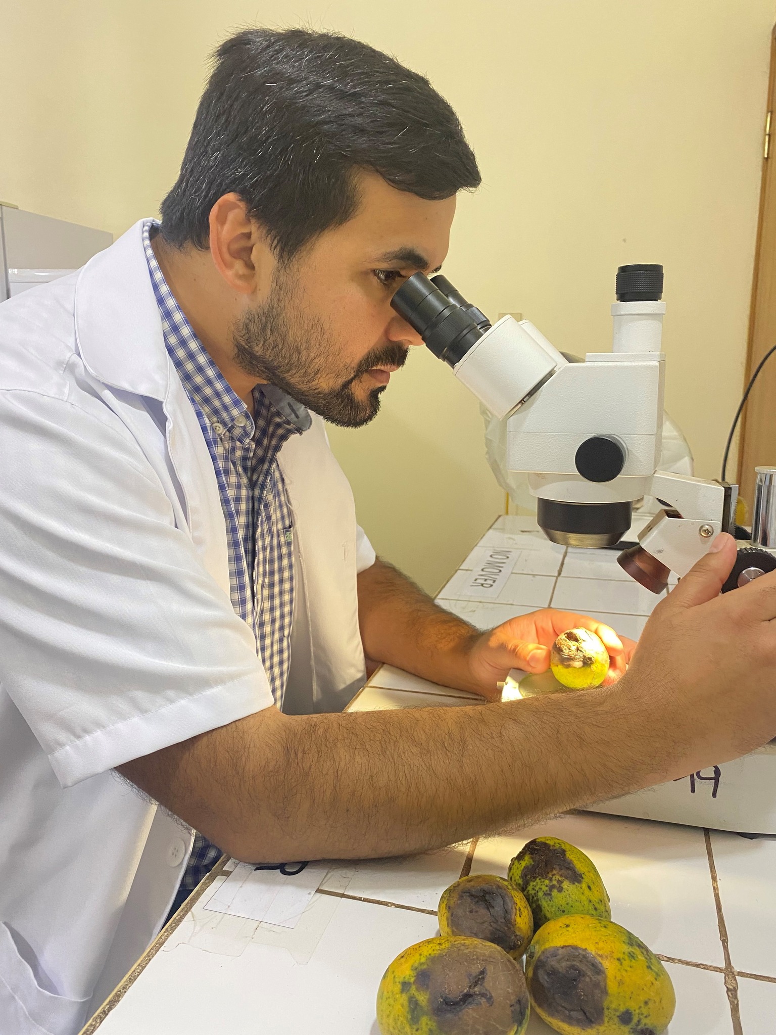 Investigadores avanzan con investigación sobre manchas en los mangos. Foto: Facultad de Agronomía UNA.