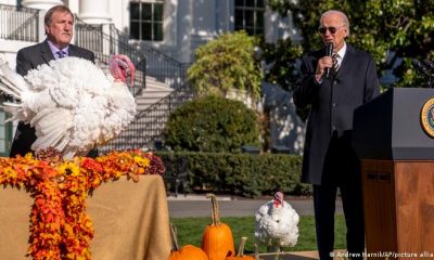 Chip y Chocolate fueron los dos pavos "perdonados" por el mandatario estadounidense Joe Biden, como parte de la tradición del Día de Gracias. Foto: DW