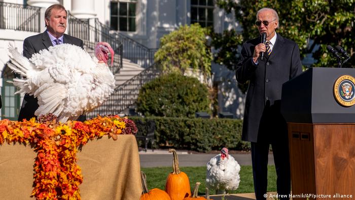 Chip y Chocolate fueron los dos pavos "perdonados" por el mandatario estadounidense Joe Biden, como parte de la tradición del Día de Gracias. Foto: DW