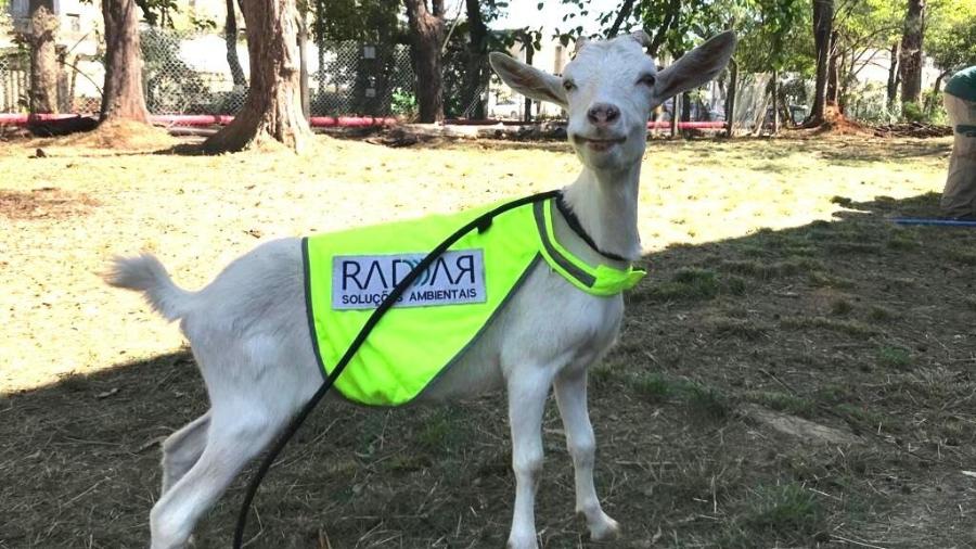 Cabra Estrela Rio Galeao Divulgacao. Foto: Gentileza.