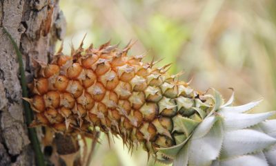 Ananas ananasoides o piña silvestre. Foto: Lidia Pérez de Molas.