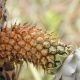 Ananas ananasoides o piña silvestre. Foto: Lidia Pérez de Molas.