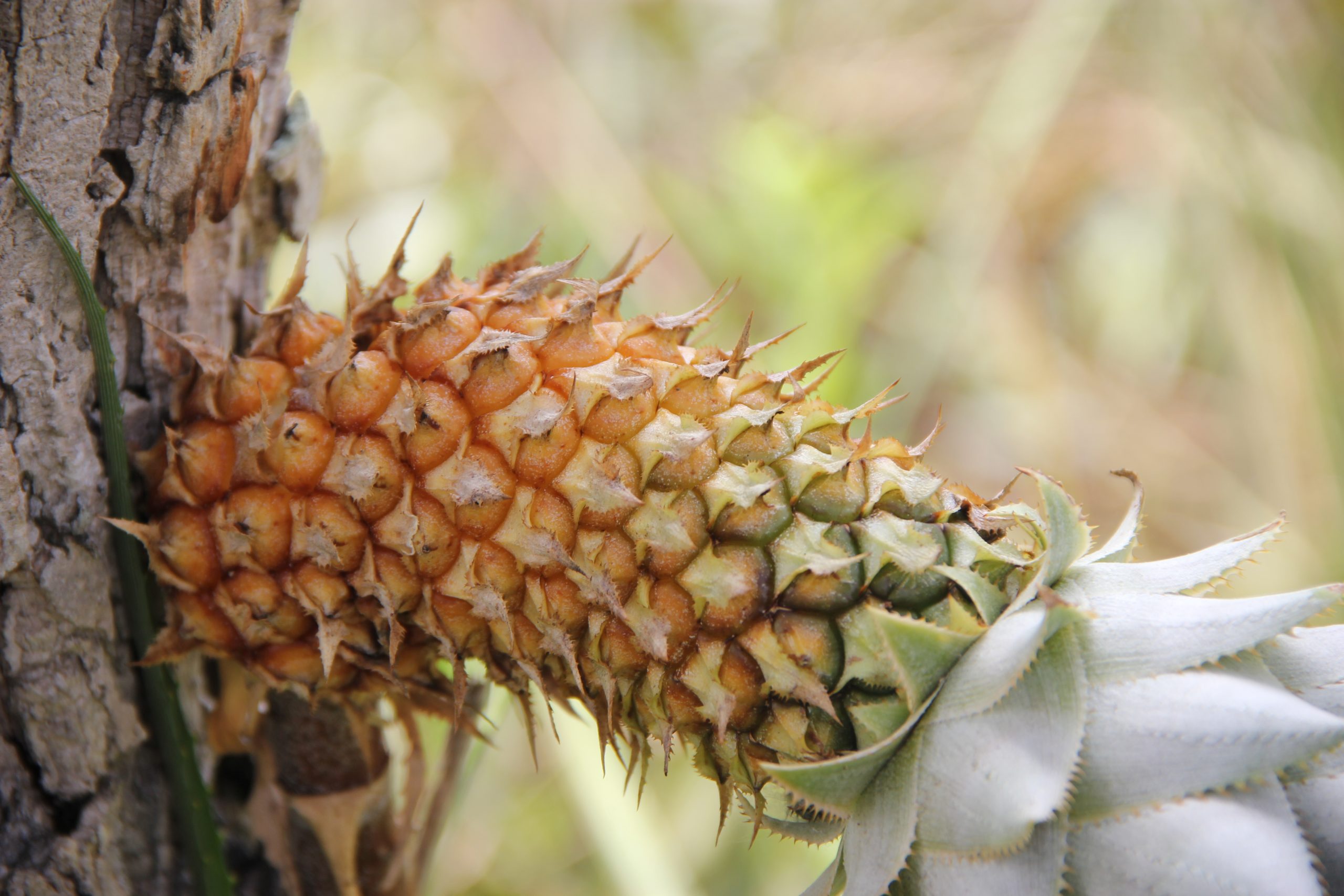 Ananas ananasoides o piña silvestre. Foto: Lidia Pérez de Molas.