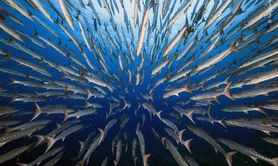 Los avances en la investigación del movimiento de los peces supone una base teórica para explorar el fondo marino de forma menos invasiva. Foto: El País.