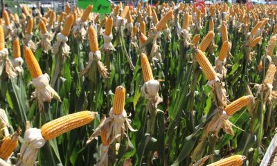 Cultivo de maíz. Foto: Gentileza.