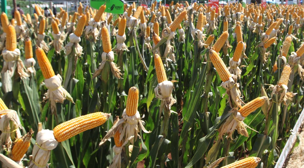 Cultivo de maíz. Foto: Gentileza.