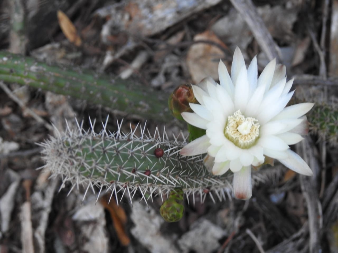 Naturaleza Sociedad e Historia El Chaco Seco El Nacional