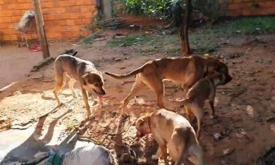 Estos son los perros que atacaron al presunto delincuente. Foto: captura.