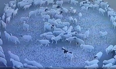 Las ovejas que giran en círculos en China. Foto: El Perfil.