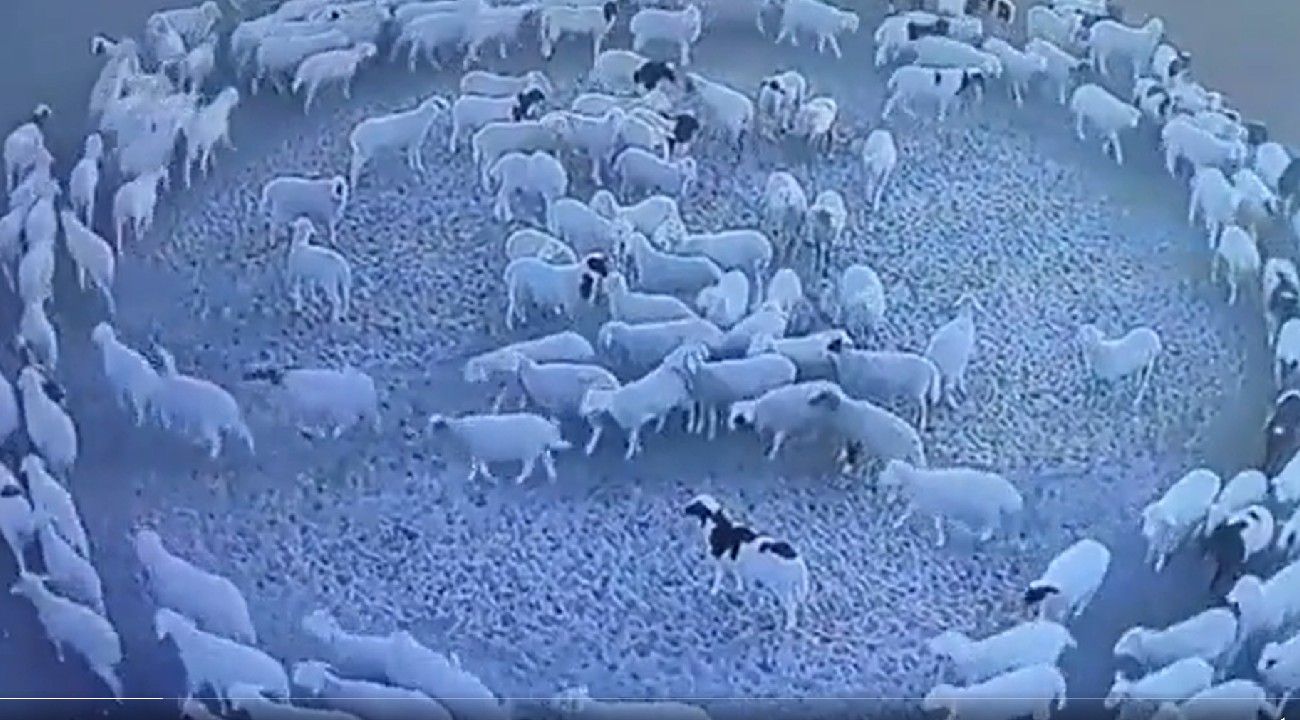 Las ovejas que giran en círculos en China. Foto: El Perfil.
