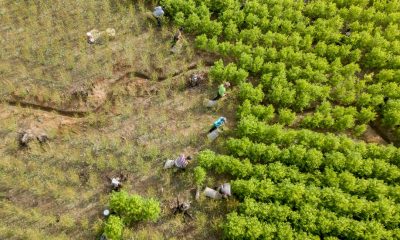 ultivos de coca en Tibú, Norte de Santander, Colombia. Foto: El País.