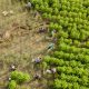 ultivos de coca en Tibú, Norte de Santander, Colombia. Foto: El País.