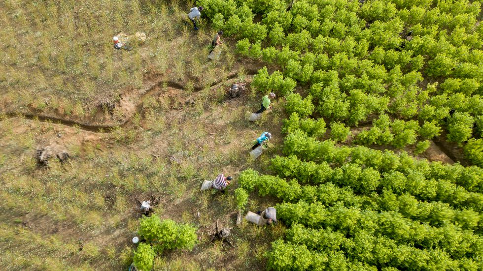 ultivos de coca en Tibú, Norte de Santander, Colombia. Foto: El País.