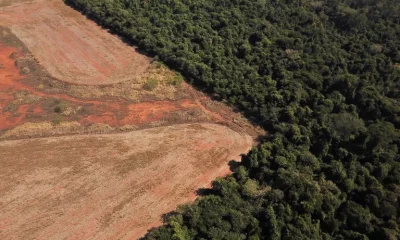 La nueva ley garantizará a los consumidores europeos que los productos que compran no contribuyen a la destrucción y degradación de los bosques. Foto: Infobae
