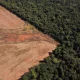La nueva ley garantizará a los consumidores europeos que los productos que compran no contribuyen a la destrucción y degradación de los bosques. Foto: Infobae